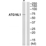 Western blot - ATG16L1 Antibody from Signalway Antibody (34474) - Antibodies.com