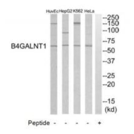 Western blot - B4GALNT1 Antibody from Signalway Antibody (34491) - Antibodies.com