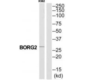 Western blot - CDC42EP3 Antibody from Signalway Antibody (34557) - Antibodies.com