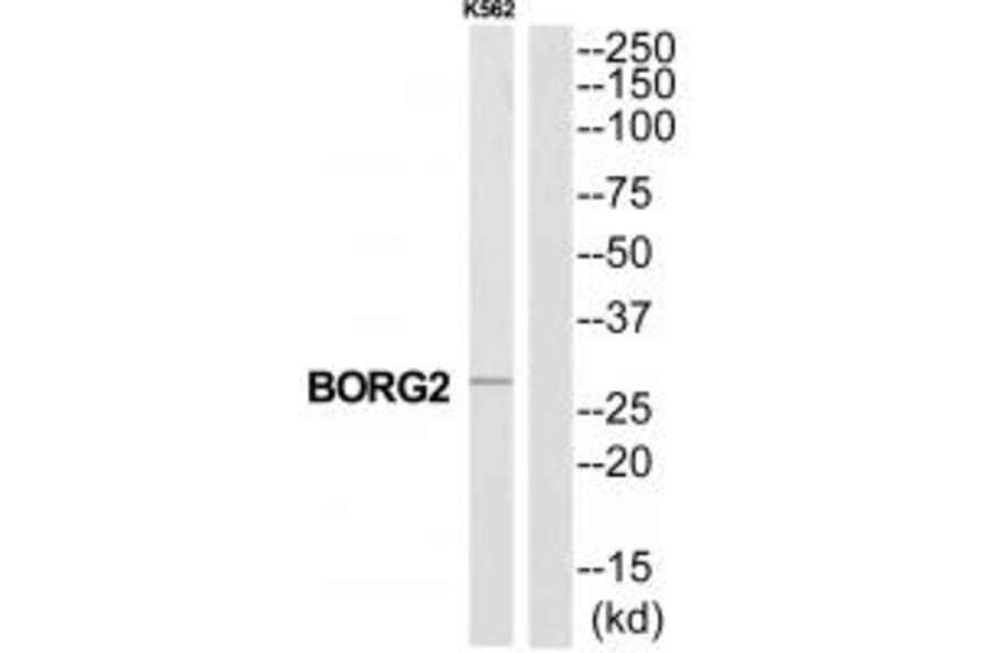 Western blot - CDC42EP3 Antibody from Signalway Antibody (34557) - Antibodies.com