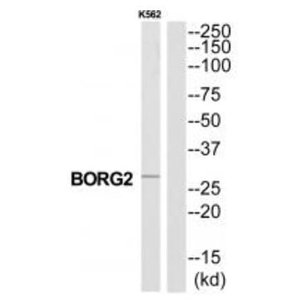 Western blot - CDC42EP3 Antibody from Signalway Antibody (34557) - Antibodies.com