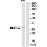 Western blot - CDC42EP3 Antibody from Signalway Antibody (34557) - Antibodies.com