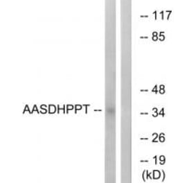 Western blot - AASDHPPT Antibody from Signalway Antibody (34753) - Antibodies.com