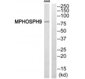 Western blot - MPHOSPH9 Antibody from Signalway Antibody (34809) - Antibodies.com