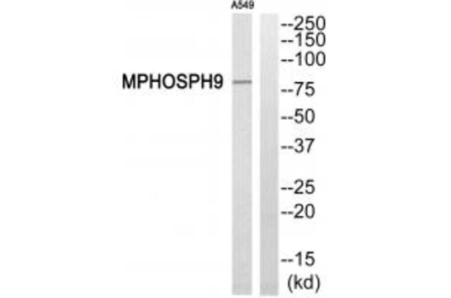 Western blot - MPHOSPH9 Antibody from Signalway Antibody (34809) - Antibodies.com