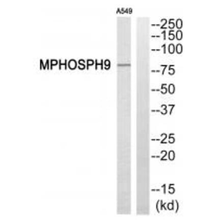 Western blot - MPHOSPH9 Antibody from Signalway Antibody (34809) - Antibodies.com