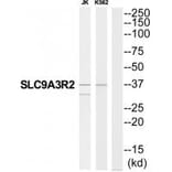 Western blot - SLC9A3R2 Antibody from Signalway Antibody (34825) - Antibodies.com