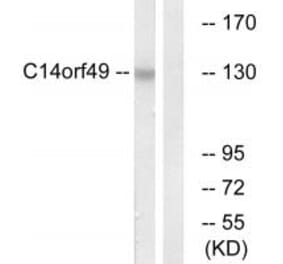 Western blot - C14orf49 Antibody from Signalway Antibody (34847) - Antibodies.com