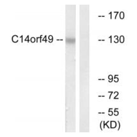 Western blot - C14orf49 Antibody from Signalway Antibody (34847) - Antibodies.com