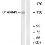 Western blot - C14orf49 Antibody from Signalway Antibody (34847) - Antibodies.com