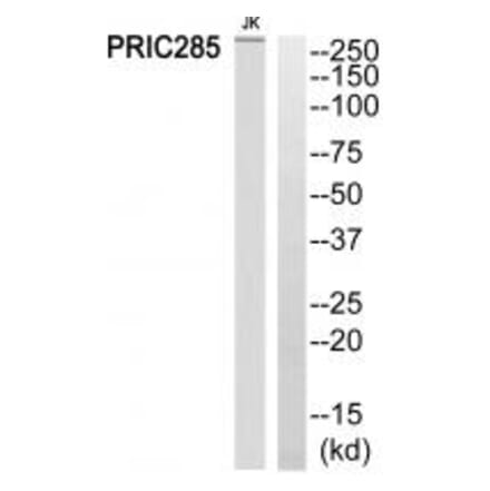 Western blot - PRIC285 Antibody from Signalway Antibody (34893) - Antibodies.com