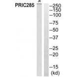 Western blot - PRIC285 Antibody from Signalway Antibody (34893) - Antibodies.com