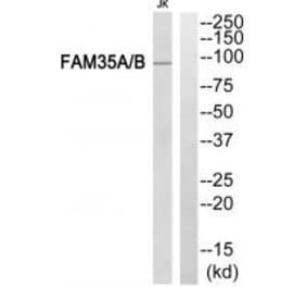 Western blot - FAM35A/B Antibody from Signalway Antibody (34929) - Antibodies.com