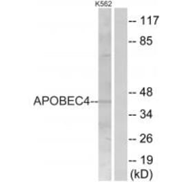 Western blot - APOBEC4 Antibody from Signalway Antibody (34940) - Antibodies.com