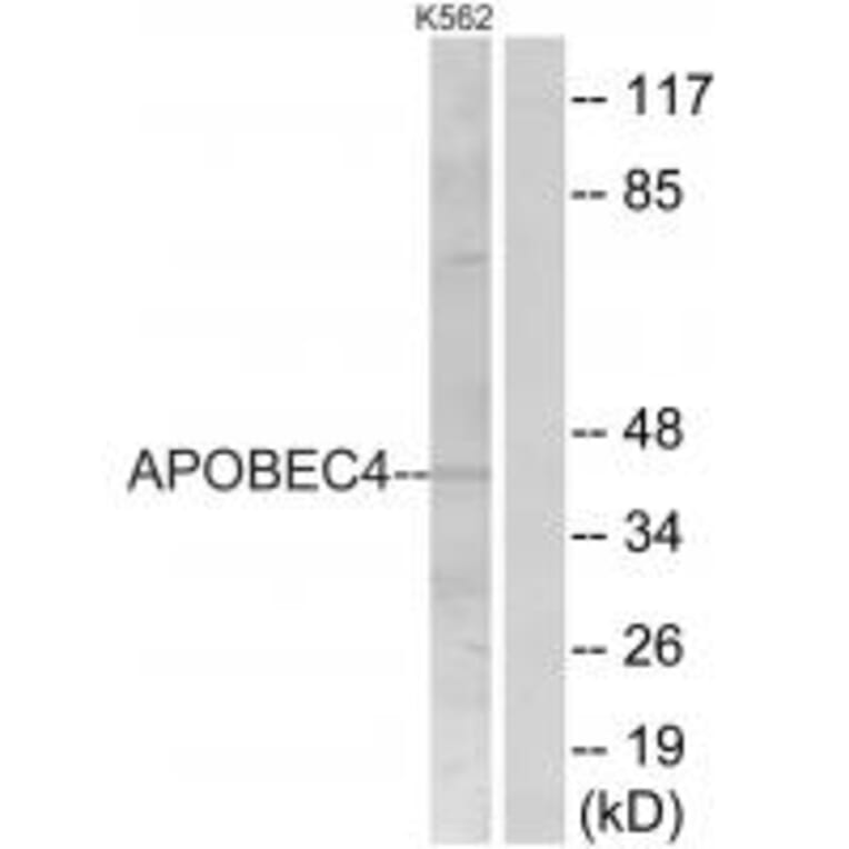 Western blot - APOBEC4 Antibody from Signalway Antibody (34940) - Antibodies.com