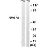 Western blot - RAPGEF5 Antibody from Signalway Antibody (34959) - Antibodies.com