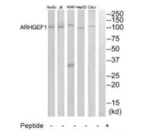 Western blot - ARHGEF1 Antibody from Signalway Antibody (34990) - Antibodies.com