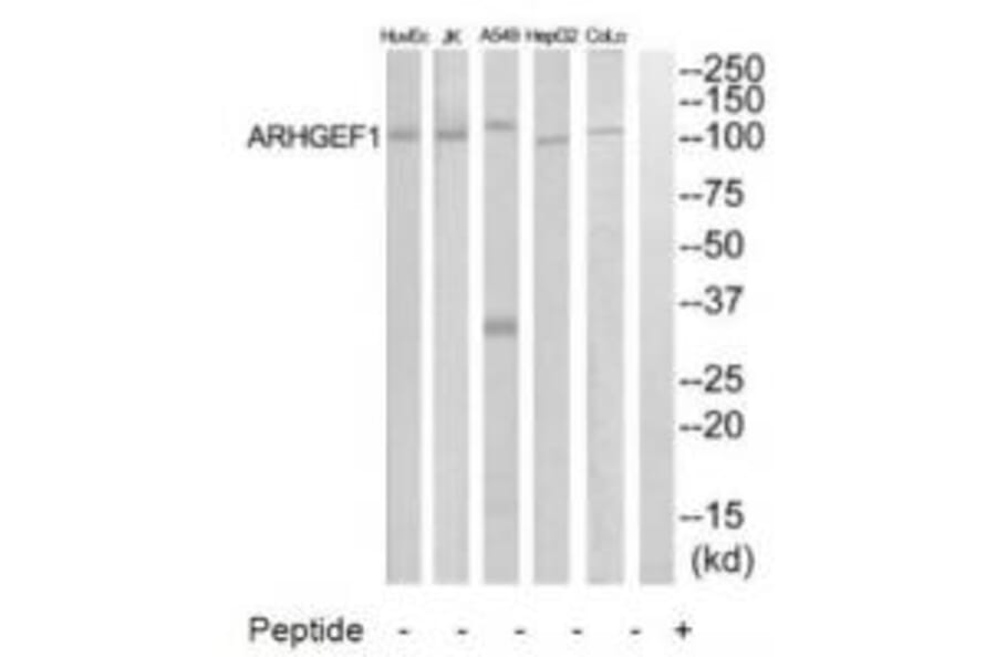 Western blot - ARHGEF1 Antibody from Signalway Antibody (34990) - Antibodies.com