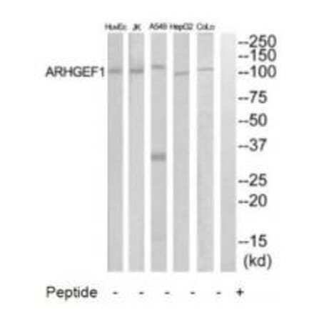 Western blot - ARHGEF1 Antibody from Signalway Antibody (34990) - Antibodies.com