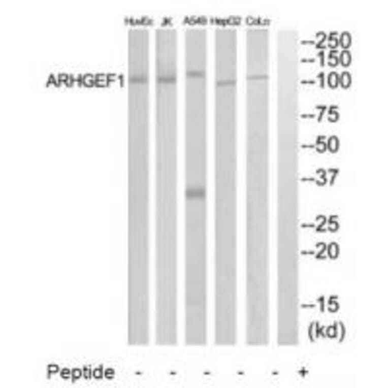 Western blot - ARHGEF1 Antibody from Signalway Antibody (34990) - Antibodies.com