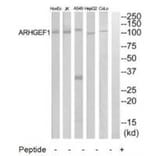 Western blot - ARHGEF1 Antibody from Signalway Antibody (34990) - Antibodies.com