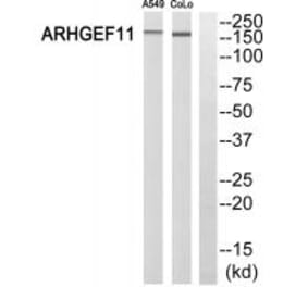Western blot - ARHGEF11 Antibody from Signalway Antibody (34991) - Antibodies.com