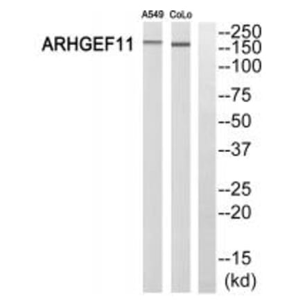 Western blot - ARHGEF11 Antibody from Signalway Antibody (34991) - Antibodies.com