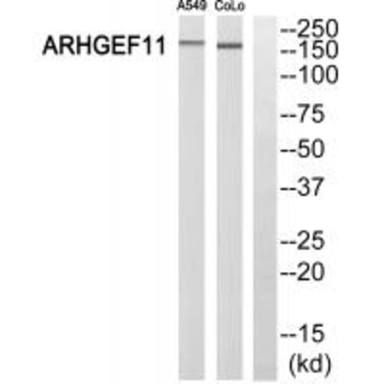 Western blot - ARHGEF11 Antibody from Signalway Antibody (34991) - Antibodies.com