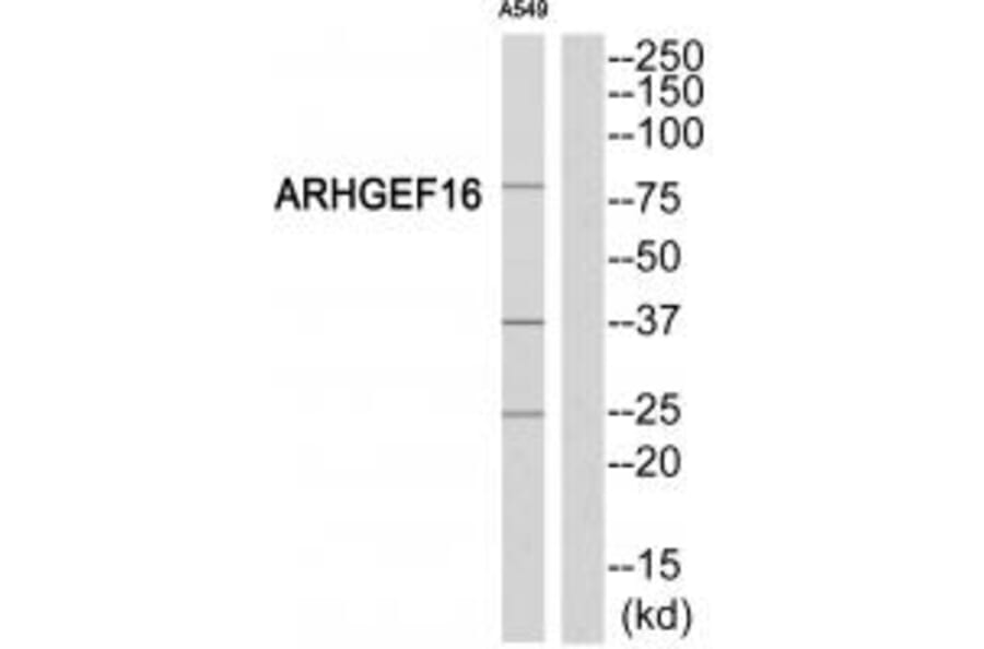 Western blot - ARHGEF16 Antibody from Signalway Antibody (34993) - Antibodies.com