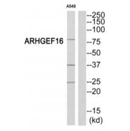 Western blot - ARHGEF16 Antibody from Signalway Antibody (34993) - Antibodies.com
