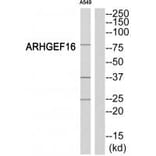 Western blot - ARHGEF16 Antibody from Signalway Antibody (34993) - Antibodies.com