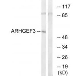 Western blot - ARHGEF3 Antibody from Signalway Antibody (34995) - Antibodies.com