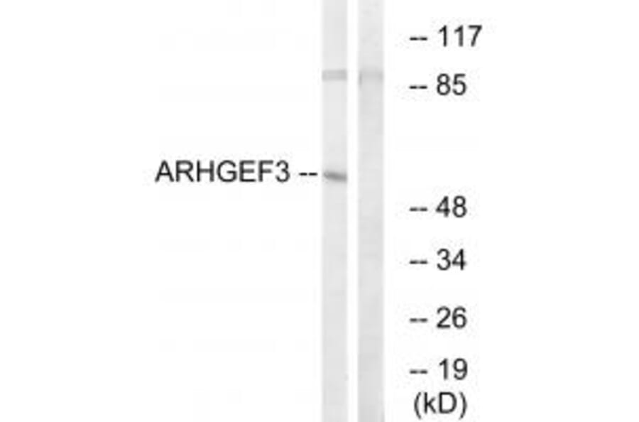 Western blot - ARHGEF3 Antibody from Signalway Antibody (34995) - Antibodies.com