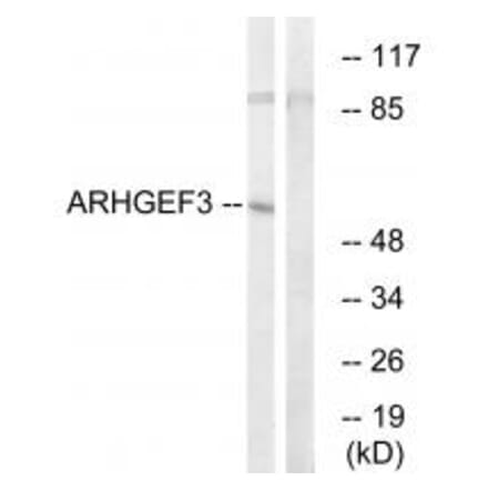 Western blot - ARHGEF3 Antibody from Signalway Antibody (34995) - Antibodies.com