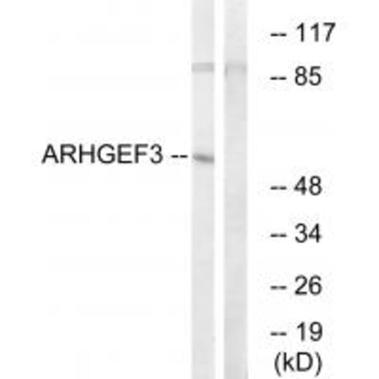 Western blot - ARHGEF3 Antibody from Signalway Antibody (34995) - Antibodies.com