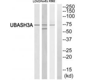 Western blot - UBASH3A Antibody from Signalway Antibody (35080) - Antibodies.com