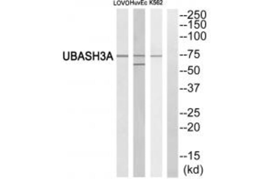 Western blot - UBASH3A Antibody from Signalway Antibody (35080) - Antibodies.com
