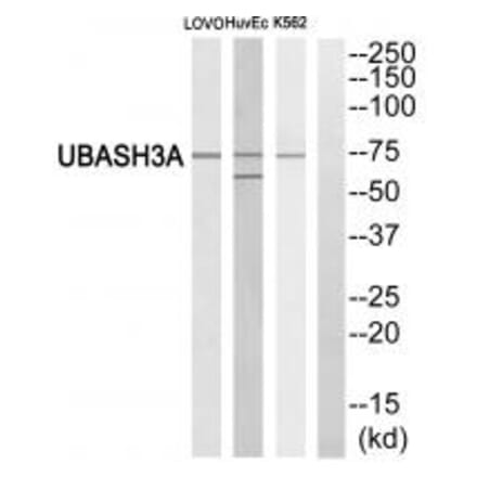 Western blot - UBASH3A Antibody from Signalway Antibody (35080) - Antibodies.com