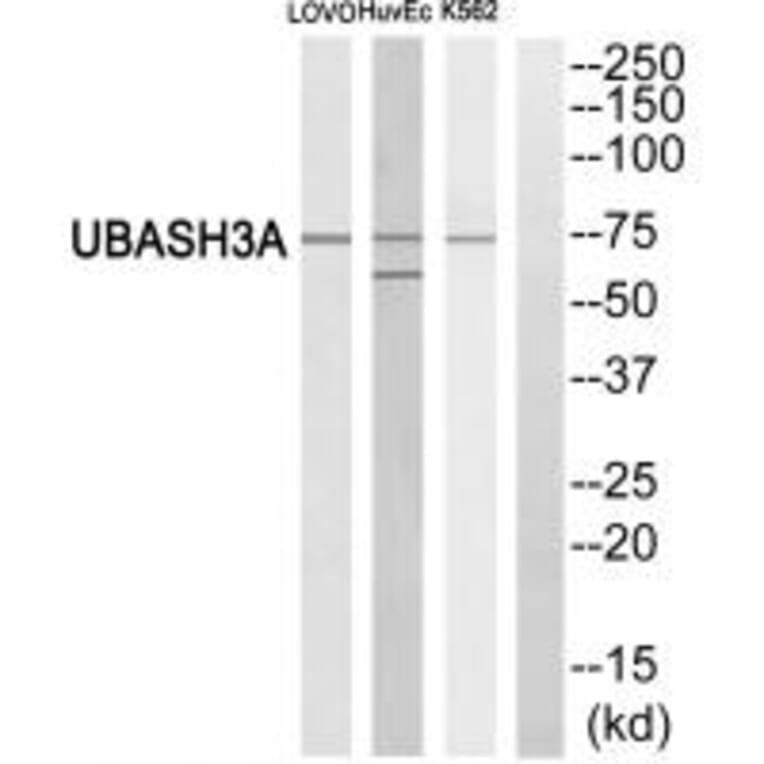Western blot - UBASH3A Antibody from Signalway Antibody (35080) - Antibodies.com