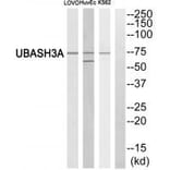 Western blot - UBASH3A Antibody from Signalway Antibody (35080) - Antibodies.com