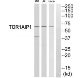 Western blot - TOR1AIP1 Antibody from Signalway Antibody (35097) - Antibodies.com