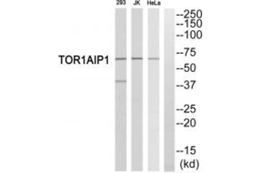 Western blot - TOR1AIP1 Antibody from Signalway Antibody (35097) - Antibodies.com