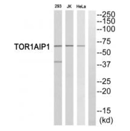 Western blot - TOR1AIP1 Antibody from Signalway Antibody (35097) - Antibodies.com