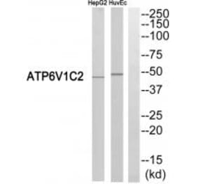 Western blot - ATP6V1C2 Antibody from Signalway Antibody (35137) - Antibodies.com