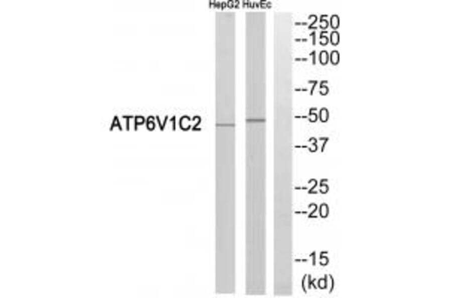 Western blot - ATP6V1C2 Antibody from Signalway Antibody (35137) - Antibodies.com