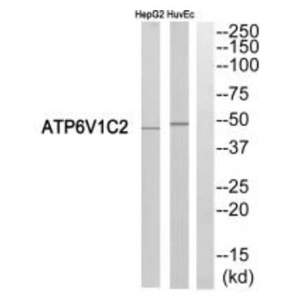 Western blot - ATP6V1C2 Antibody from Signalway Antibody (35137) - Antibodies.com