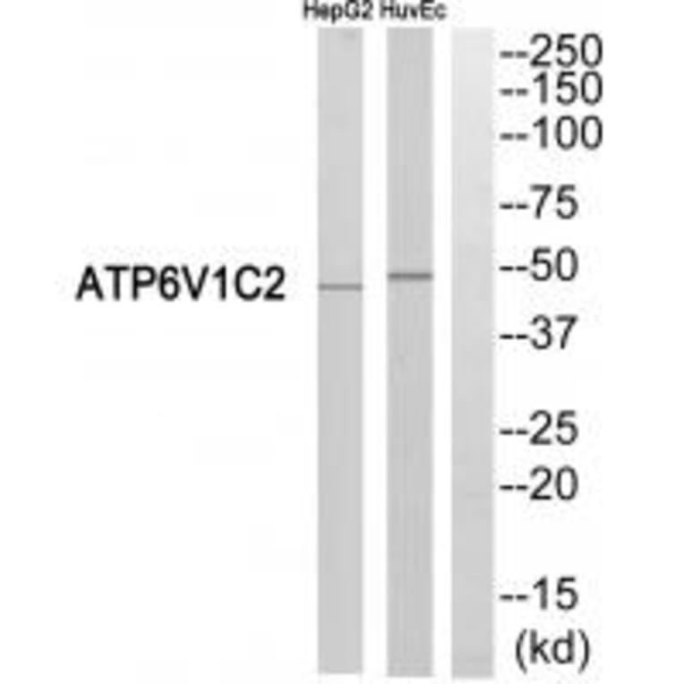 Western blot - ATP6V1C2 Antibody from Signalway Antibody (35137) - Antibodies.com