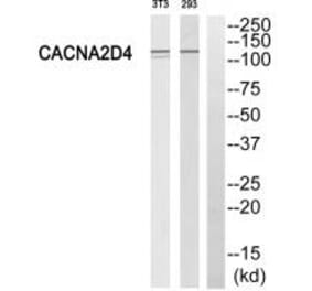 Western blot - CACNA2D4 Antibody from Signalway Antibody (35144) - Antibodies.com