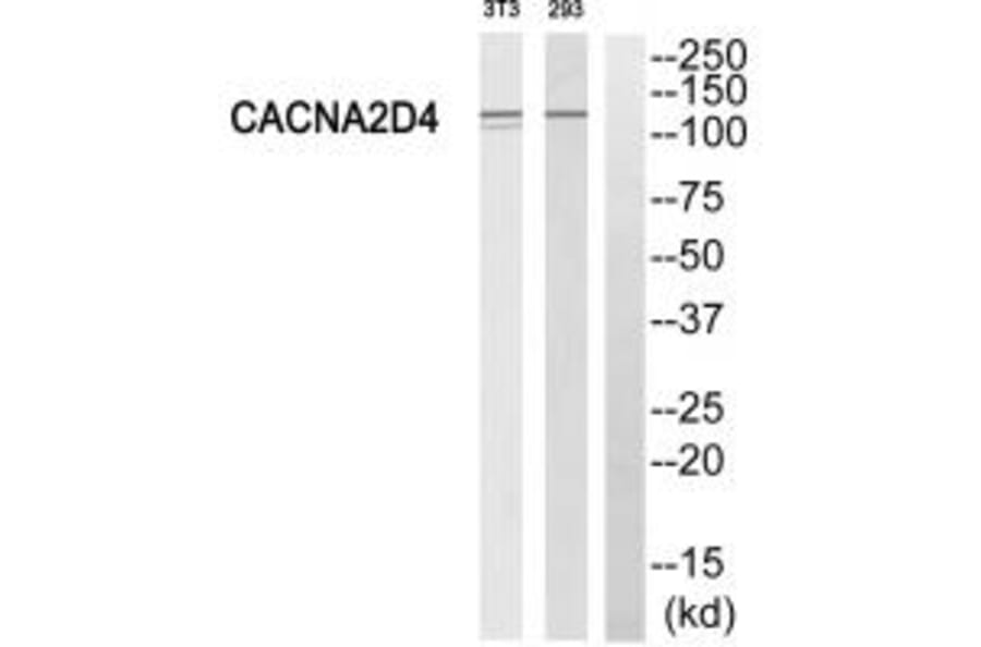 Western blot - CACNA2D4 Antibody from Signalway Antibody (35144) - Antibodies.com