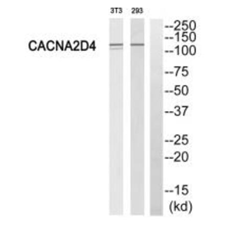 Western blot - CACNA2D4 Antibody from Signalway Antibody (35144) - Antibodies.com